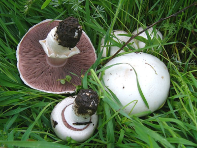 Міцелій Печериці лугового, Agaricus campestris 100 г