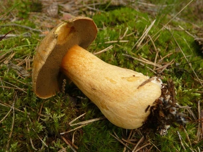 Міцелій Моховика жовто-бурого піщаного, Suillus variegatus 100 г