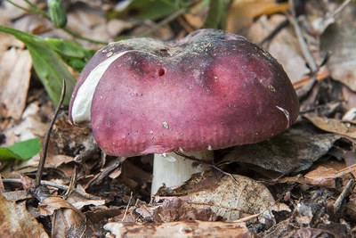 Мицелий Сыроежки буреющей (Сыроежки ароматной), Russula xerampelina 100 г