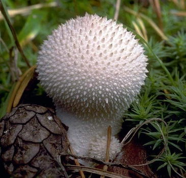 Мицелий Дождевика грушевидного, Lycopеrdon pyrifоrme 100 г – фото, отзывы,характеристики в интернет-магазине ROZETKA от продавца: Mycelium Trade