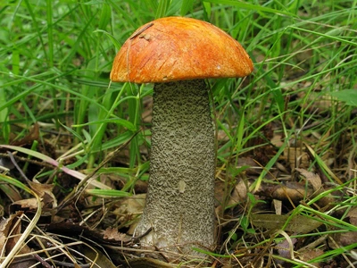 Мицелий Подосиновика жёлто-бурого, Leccinum versipelle 100 г