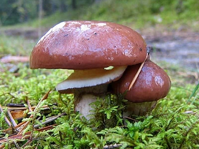 Мицелий Маслёнка обыкновенного (Маслёнка настоящего), Suillus luteus 100 г