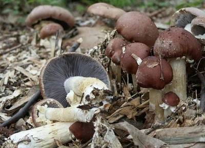 Мицелий Кольцевика, Stropharia rugoso-annulata 100 г