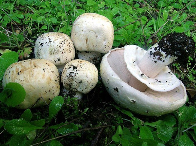 Міцелій Печериці польового, Agaricus arvensis 100 г