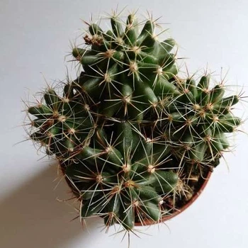 Кактус 51, GreenLife, контейнер 5х5см