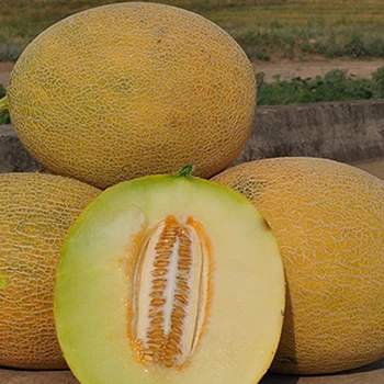 Семена дыни Satimex Свит ананас (sweet pineapple) 10 семян