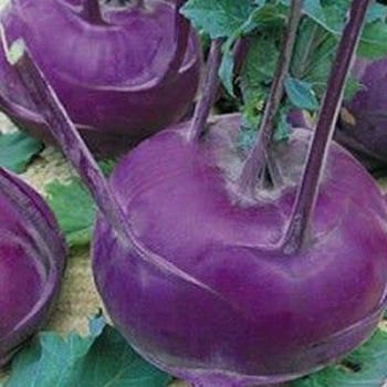 Семена капусты кольраби Hortus Венская синяя 10 г