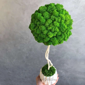 Дерево со стабилизированым мхом MiNature Moss ягель норвежский