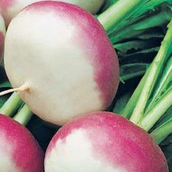 Семена репы столовой Satimex Пурпурная с белым кончиком 10 г