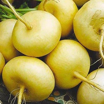 Семена репы столовой Satimex Петровка 5 г
