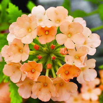 Вербена гібридна Лососева Помаранчевий Насіння Florium (726555)