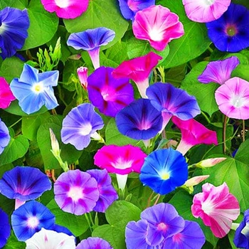 Іпомея Райська Альтанка Різнобарвний Насіння Florium (726672)