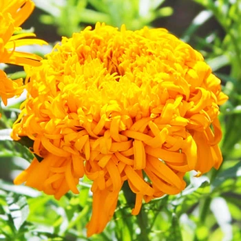 Чорнобривці Фантастік жовті Жовтий, Помаранчевий Насіння Florium (726720)