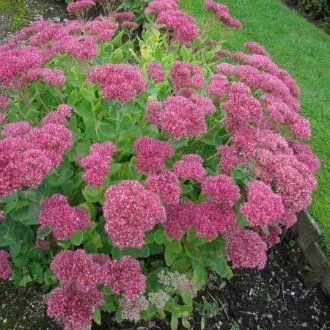 Очиток видний (Sedum spectabile)