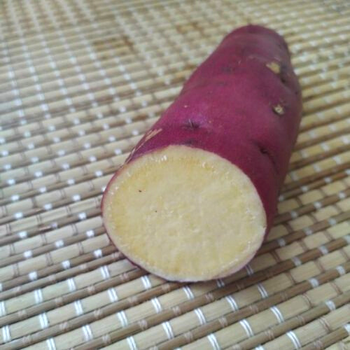 Батат "Korea Gold" 1 шт LeGarden