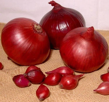 Озимый лук севок Ред Барон 500 г фракция 8/21 Triumfus Onion Products