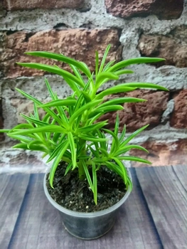 Горшечное растение Суккулент Senecio barbertonicus