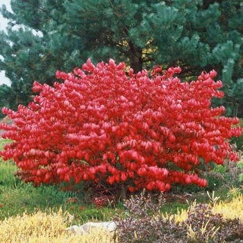 Бересклет крылатый 'Compactus'/Euonymus alatus 'Compactus' С3 / Н 20-30