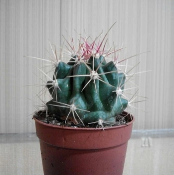 Кактус GreenLife Thelocactus Bicolor контейнер d=6см