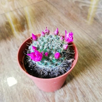 Кактус Маммиллярия 1, контейнер d=5см, GreenLife