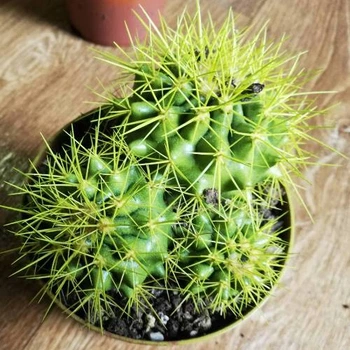Кактус Реймбол Light green, GreenLife, контейнер d=12 см