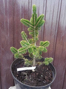 Пихта нордмана 'Golden Spreader' / Abies nordmanniana 'Golden Spreader' С20 Н 40 - 50