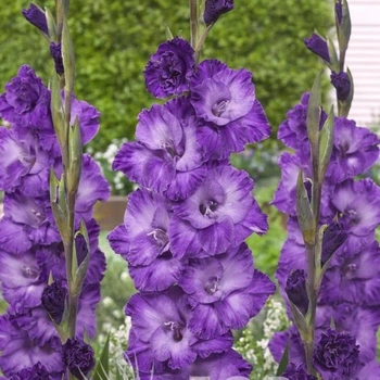 Гладіолус Cookie цибулина Matla Flowers