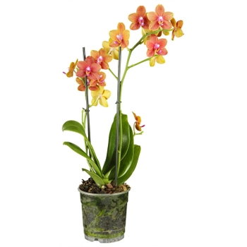 Орхідея фаленопсис «Каріна» 2 стебла