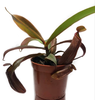 Непентесы Сангвинея Растение хищник AlienPlants Nepenthes Sanguinea (SUN007CP)