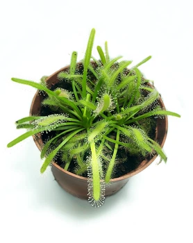 Растение хищник Росянка Капская AlienPlants Drosera Capensis (SUN0011CP)