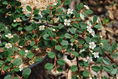 Кизильник Королева ковров / Cotoneaster pr. 'Queen of Carpets'