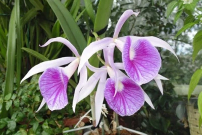 Орхидея (нецветущий подросток) TopDreams (Blc. Tetra Lip × Bl. Morning Glory) 'Heart' в размере 2,5