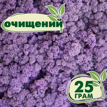 Очищенный стабилизированный мох ягель Nordic moss Эрика 25 грамм
