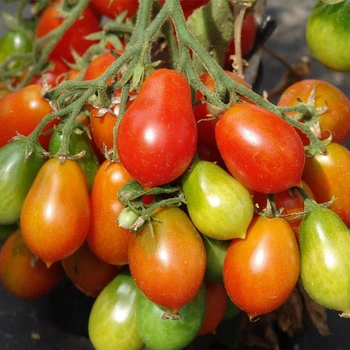 Семена томата Радана, Moravoseed, 100 шт.