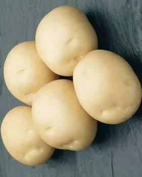 Картофель семенной (посадочный) Сифра. Среднеспелый, 1 репродукция 100 кг. Урожай 2022 года.