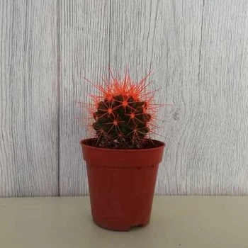 Кактус Реймбол Orange, GreenLife, контейнер d=6 см