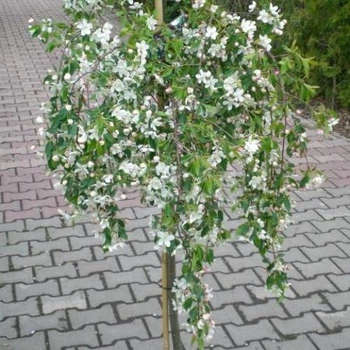 Райська яблуня плакуча на штамбі, h-150см. Greenlife, ОКС