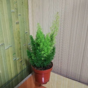 Аспарагус Меуегѕ, Greenlife