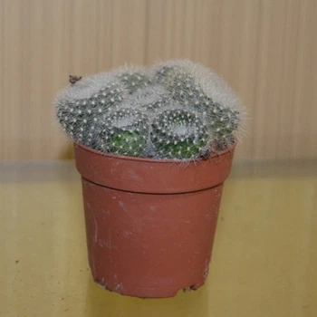 Кактус Sulcorebutia heliosoides 12106 GreenLife , контейнер 6*6 см