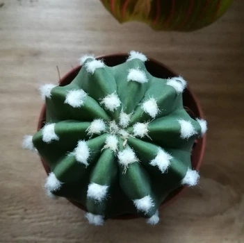 Кактус GreenLife Echinopsis Subdenudata контейнер d=6 см