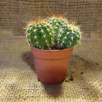 Кактус 48, GreenLife, контейнер d=6,5см