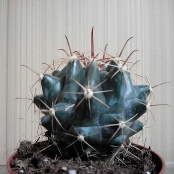 Кактус GreenLife Acanthocalycium Griseum контейнер d=6 см