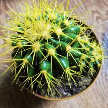 Кактус Реймбол Yellow, GreenLife, контейнер d=12 см