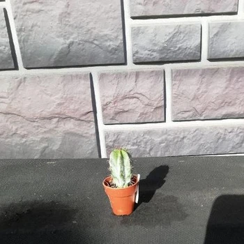 Кактус Pilosocereus , GreenLife, контейнер 2х2