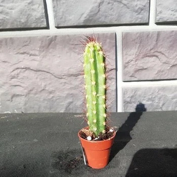 Кактус Pachycereus , GreenLife, контейнер 2х2