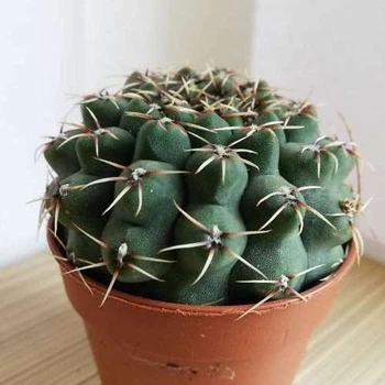 Кактус Homalocephala Тexensis, GreenLife контейнер d=5,5
