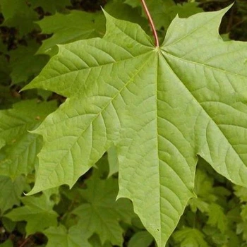 Клен остролистный, GreenLife, h=70, ОКС