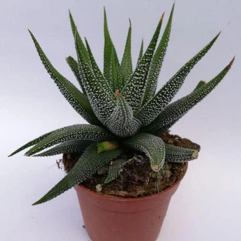 Суккулент Haworthia Coarctata, GreenLife h=8 см