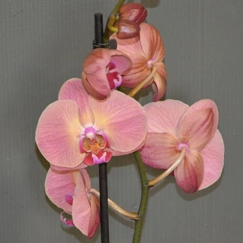 Орхидея Фаленопсис Moth orchid GreenLife 60-70 см
