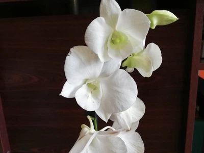 Орхидея Dendrobium белый, Greenlife